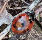 Thumbnail 381121 B
