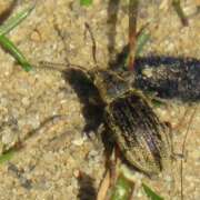 Thumbnail 381146 A