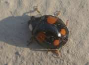 Thumbnail 381165 B