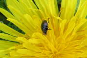 Thumbnail 381166 A