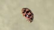 Thumbnail 381168 A