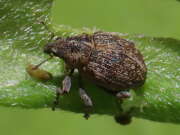 Thumbnail 381172 A