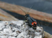 Thumbnail 381182 B