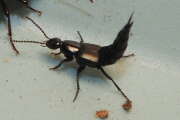 Thumbnail 381207 A