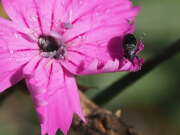 Thumbnail 381228 A