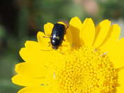 Thumbnail 381237 A