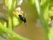 Thumbnail 381241 A