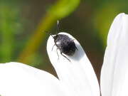 Thumbnail 381245 B