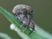 Thumbnail 381305 A