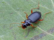 Thumbnail 381309 B