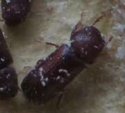 Thumbnail 381349 B