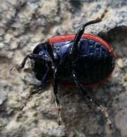 Thumbnail 381401 B