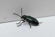 Thumbnail 381402 B