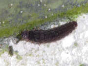 Thumbnail 381403 A