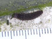 Thumbnail 381403 B