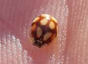 Thumbnail 381441 A