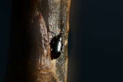 Thumbnail 381445 A