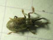 Thumbnail 381454 A
