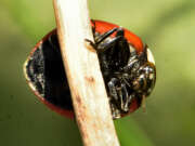 Thumbnail 381492 B
