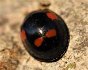 Thumbnail 381532 B