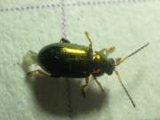 Thumbnail 381630 B