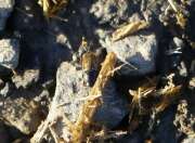 Thumbnail 381672 A