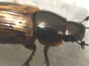 Thumbnail 381679 B