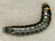 Thumbnail 381702 A