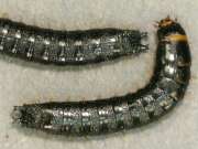 Thumbnail 381702 B