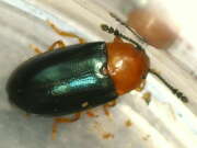 Thumbnail 381707 A