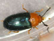 Thumbnail 381707 B