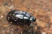 Thumbnail 381746 A