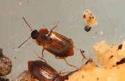 Thumbnail 381823 A