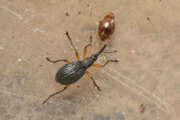 Thumbnail 381831 A