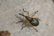 Thumbnail 381831 B