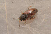 Thumbnail 381834 A
