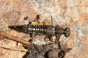Thumbnail 381838 A