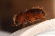 Thumbnail 381861 A
