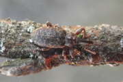 Thumbnail 382051 A