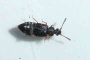 Thumbnail 382055 A