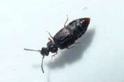 Thumbnail 382055 B