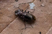Thumbnail 382073 A