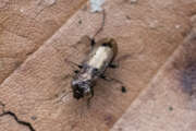 Thumbnail 382073 B