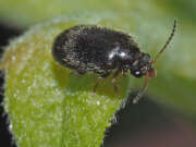 Thumbnail 382102 B