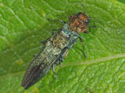 Thumbnail 382109 A