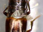 Thumbnail 382112 B