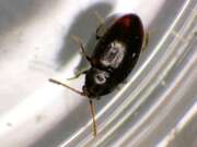 Thumbnail 382114 B