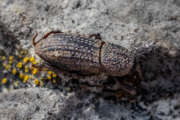Thumbnail 382118 B