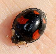 Thumbnail 382121 A