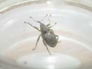 Thumbnail 382145 A